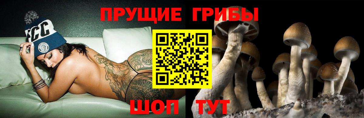 Галлюциногенные грибы Psilocybine cubensis Гагарин